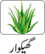 Aloe-Vera-u